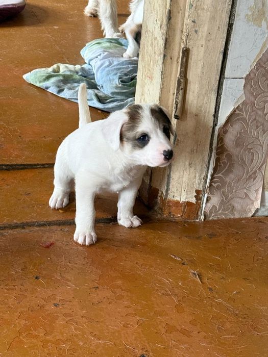 Дарю щенят!         .