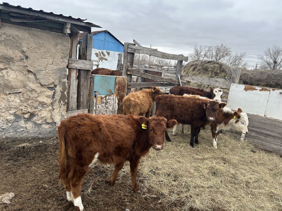 Бұзау сатамын. Продаю телят