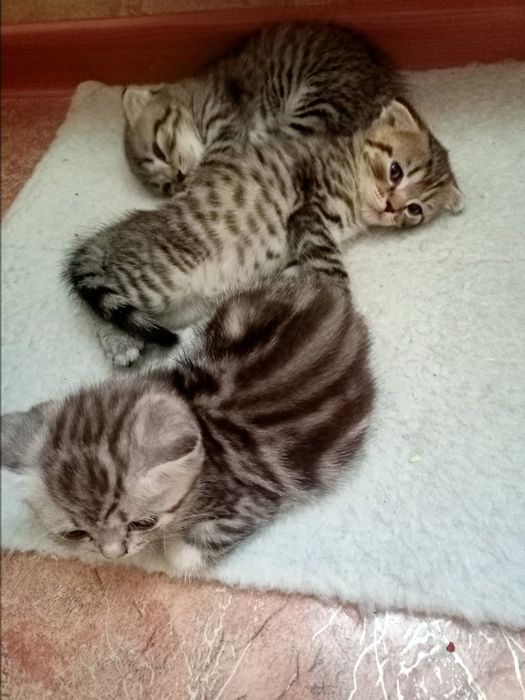 Шотландские котята