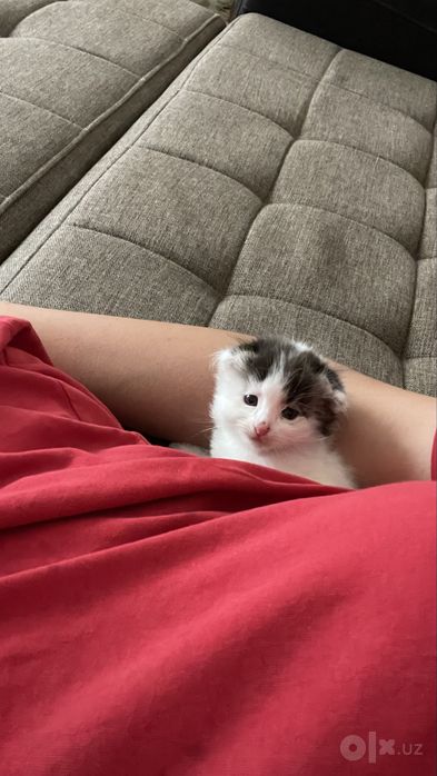 Turkish angora mushuk 2 oylil qiz bola nasil olsa boladi