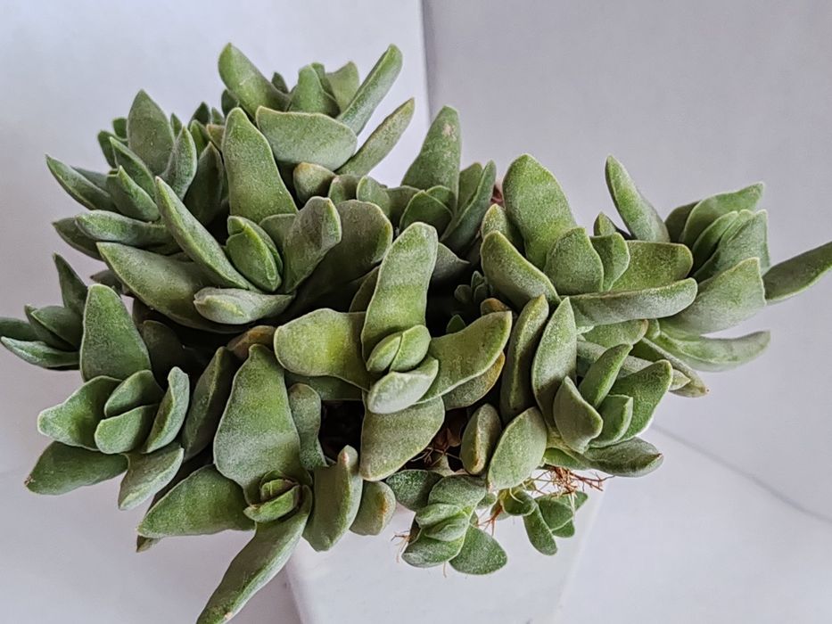 Суккуленты из частной коллекции