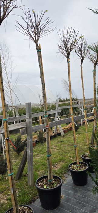 Palmier! sunt aclimatizati la noi,rezista la -20