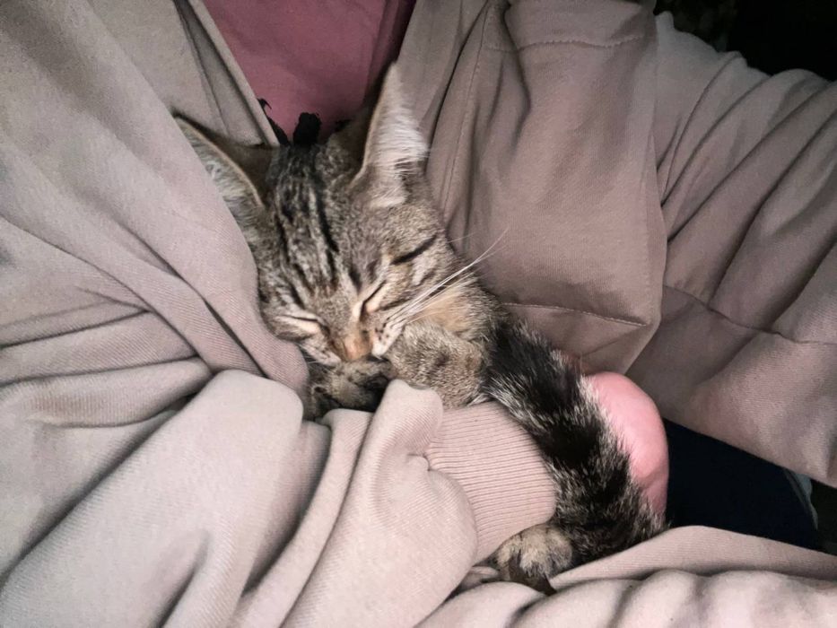 Милую кошку в добрые руки