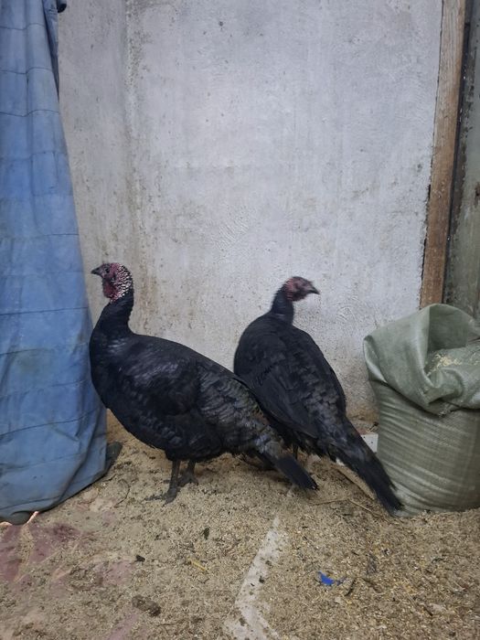 гибрит индюки 1+2