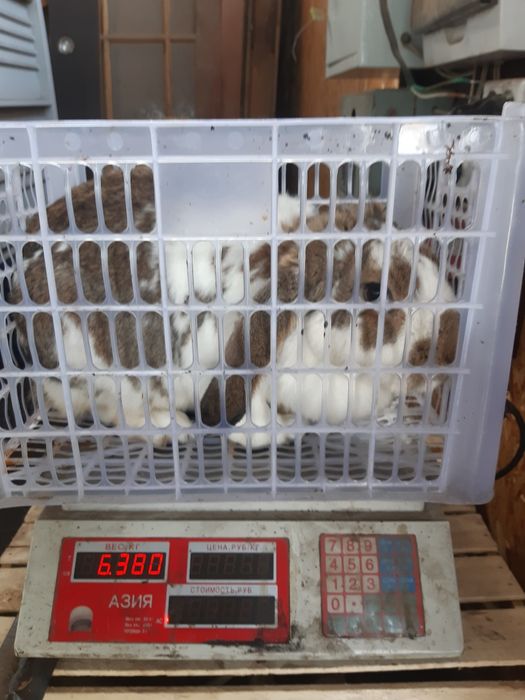 Продам крупных крольчих.