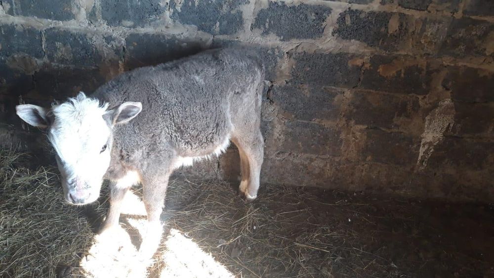 Сиыр корово бык бұқа