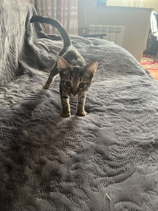 Котенок мальчик ищет дом