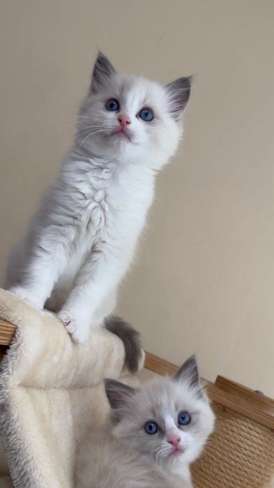 Котка Регдол / Рагдол / Ragdoll cat