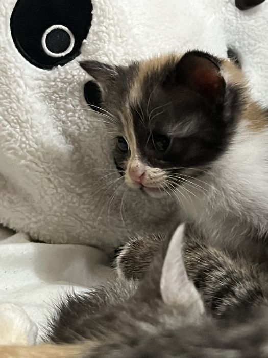 отдам котят в хорошие руки