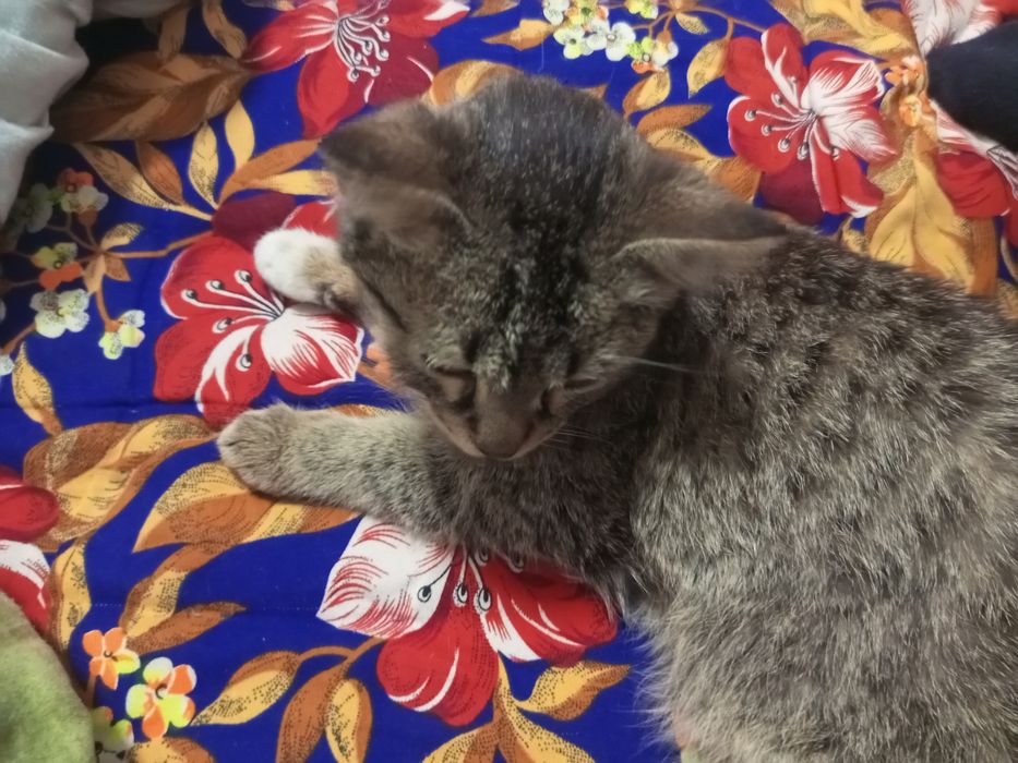 Отдадим в добрые руки.