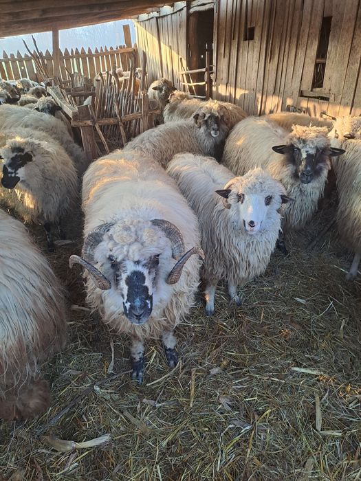 Oi și capre de vânzare