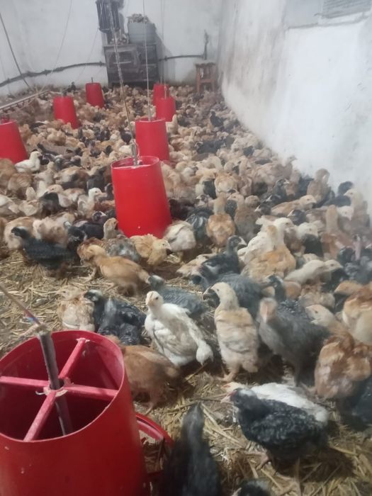 De  vânzare pui rasa mixta