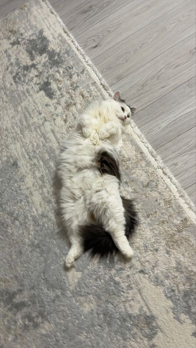 Отдам кошку в добрые руки