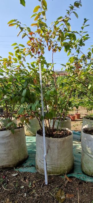 Голубика садовая