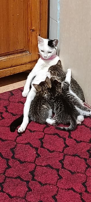 Мушук боллари хадияга