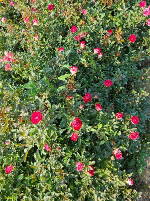 Атргул оптом гарантия