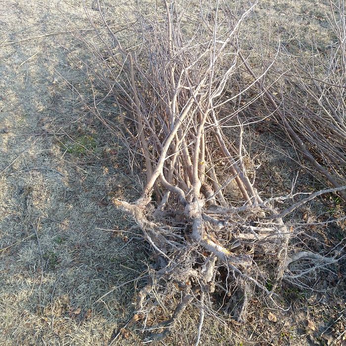 Achchiq gilos  Shiponka gilos koʻchatlari bor