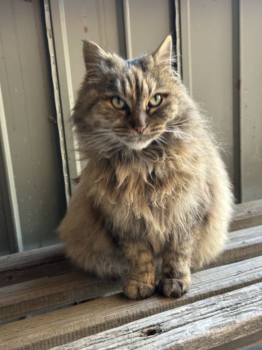 Сочный мощный кошка с характером