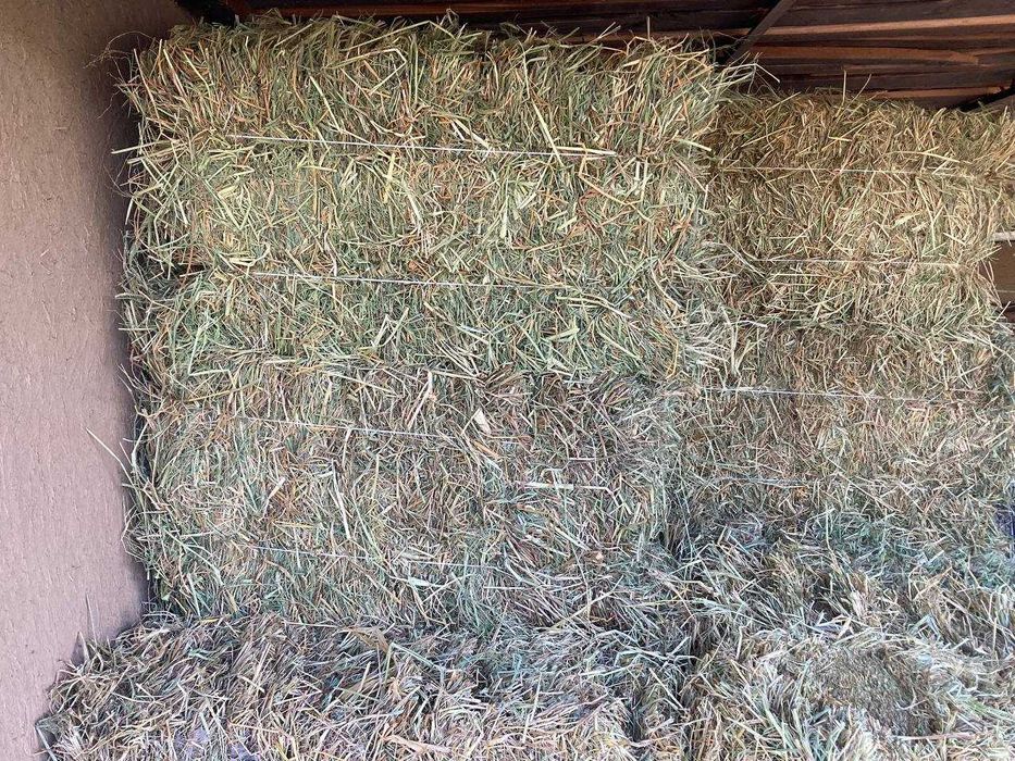 ПИЧАН сотилади Сифати ЗУР