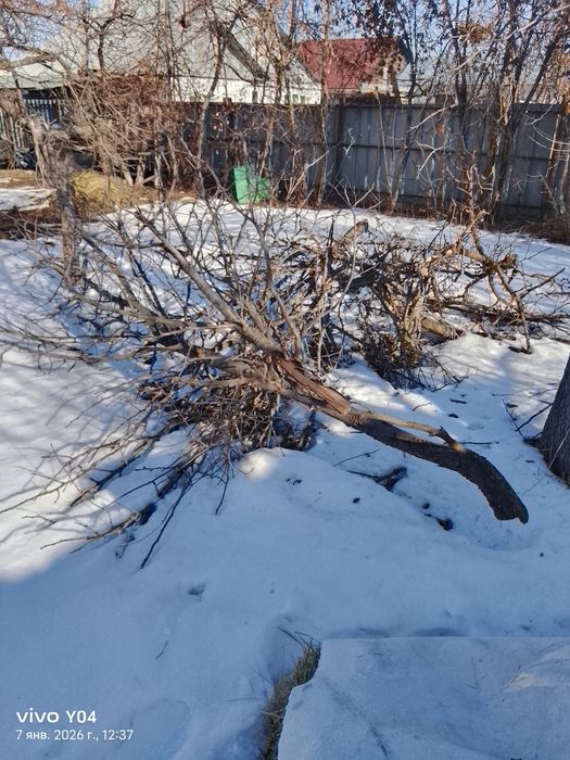 Ағаш бұтақ алма ағашы груша