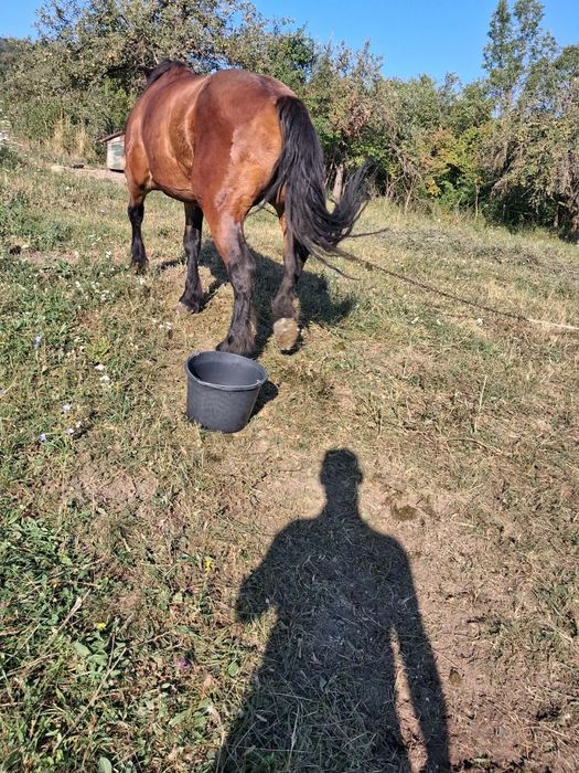 Vând iapa de 4 ani