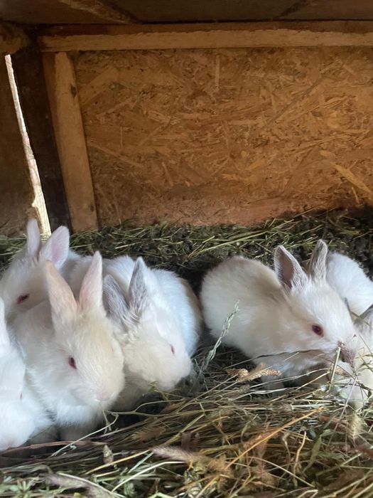 Маленькие кролики