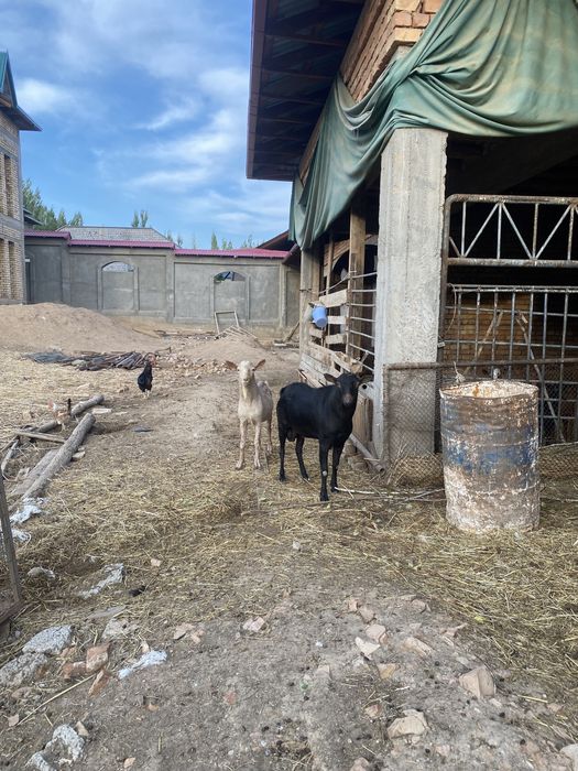 Такала занин.