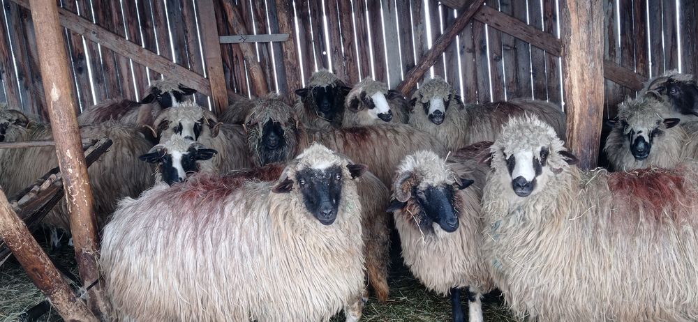 De vânzare 9 oi și 7 noatine