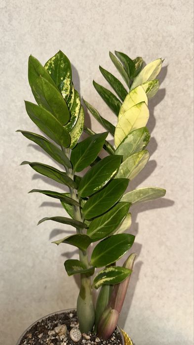 Замиакулькас вариегатный