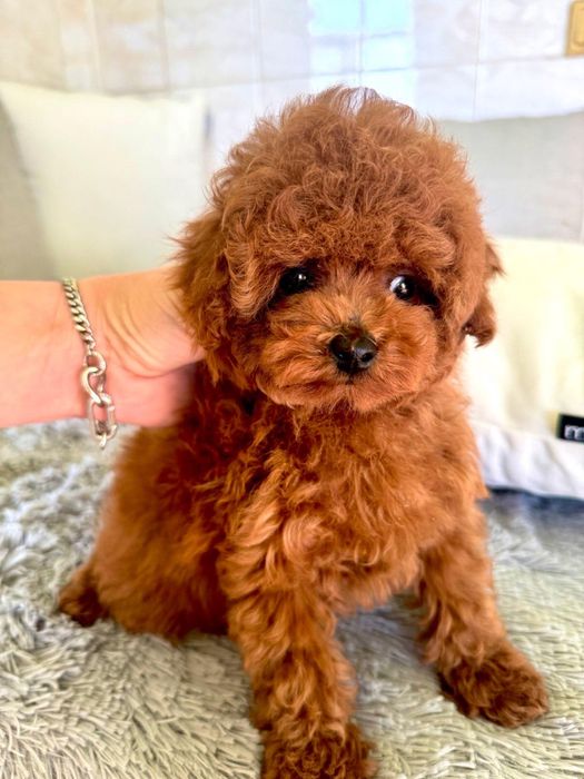 Той Пудел / Toy Poodle