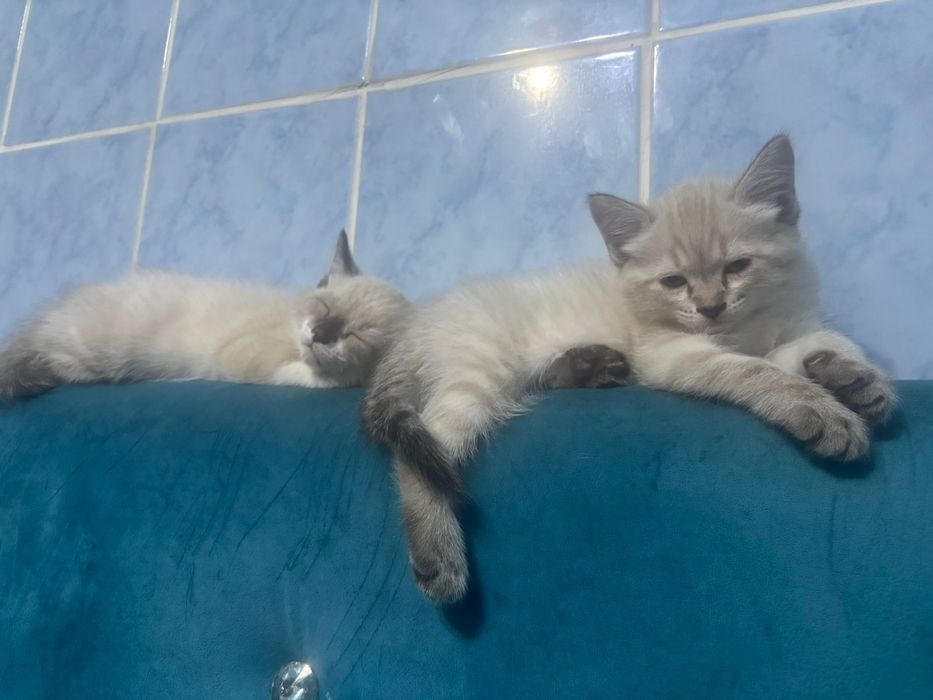 Сиамский котёнок!!! Девочка!!!