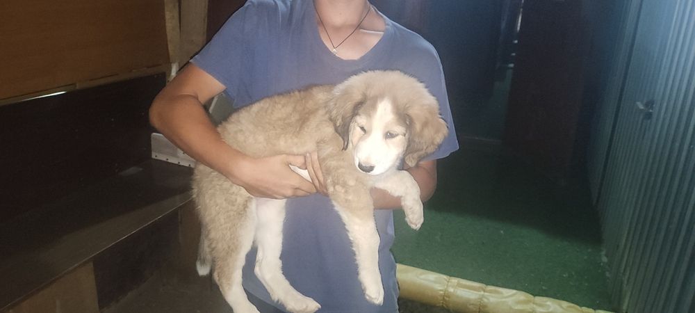 Щенок бесплатно.      .
