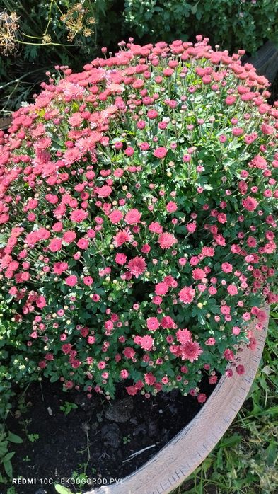 Продам хризантемы