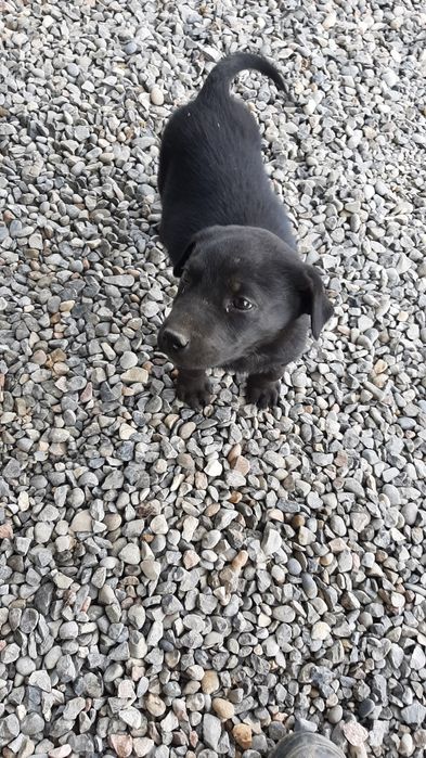 Продается щенок. Смесь , мать лабрадор отец доберман