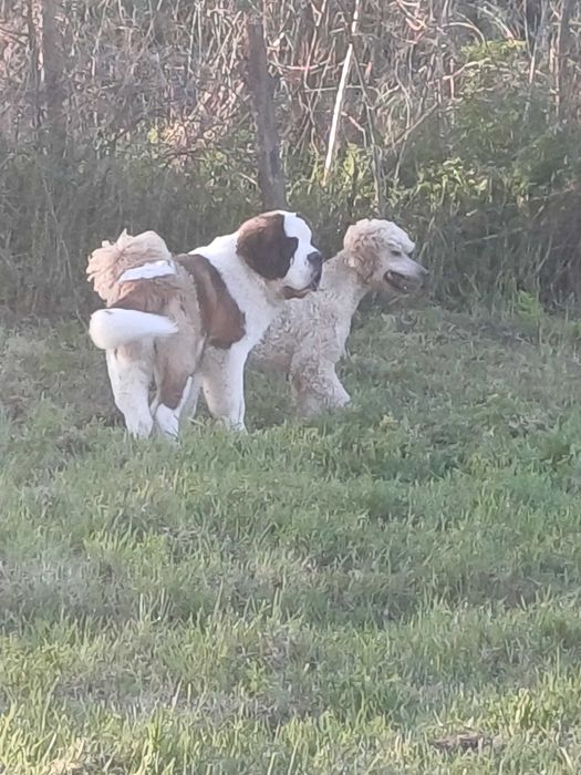 Санбернар XXL женски