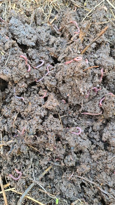 Калифорния чувалчанглари