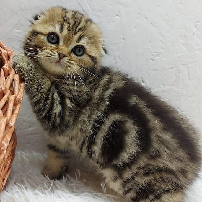 висЛоуХие  ШотЛанДские