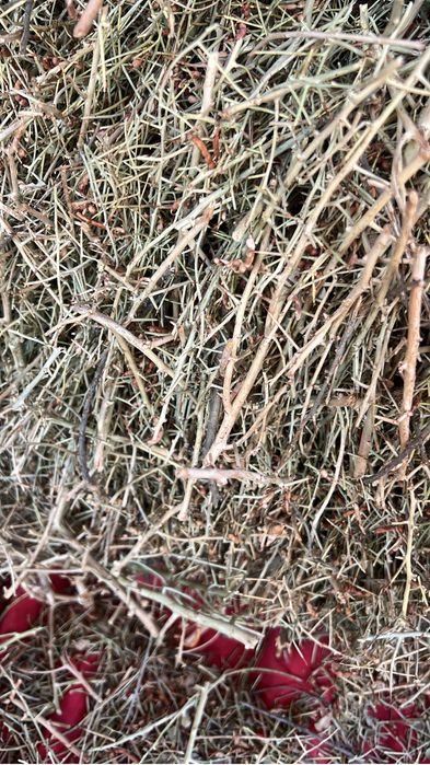 Полынь , жусан, жантак