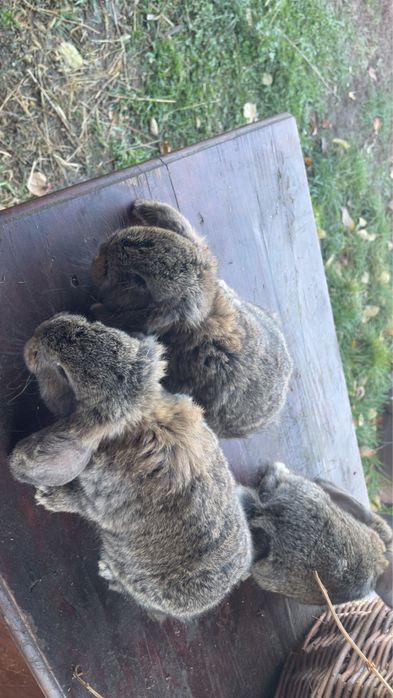 Iepuri berbec german