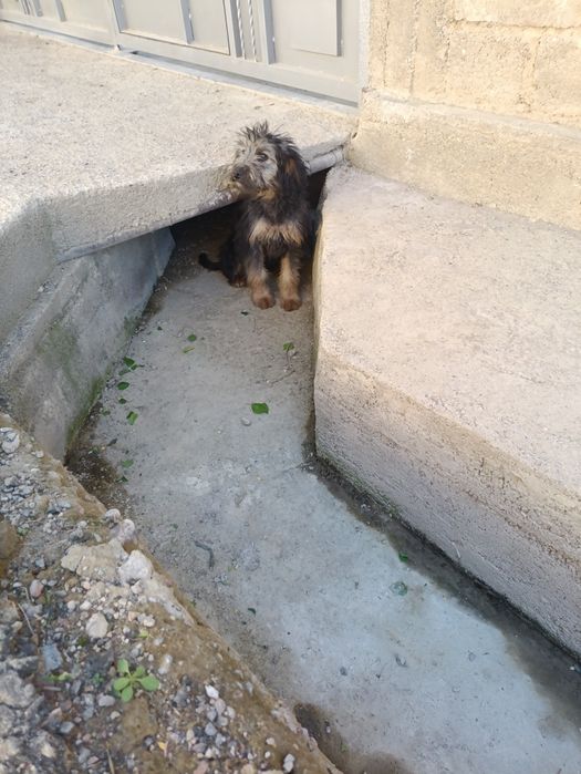 Молодой пёс в Чирчике