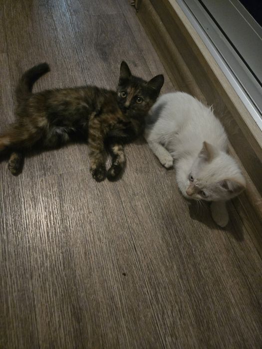 Отдаются милые котята в добрые руки