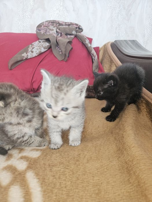 Котята шотландские