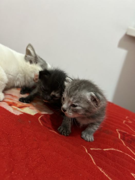 Мысық котенок мальенки