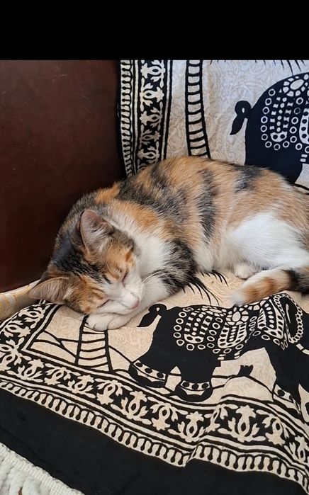 Чудо котенок девочка в добрые руки!