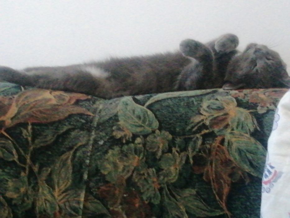 Животное кошечка