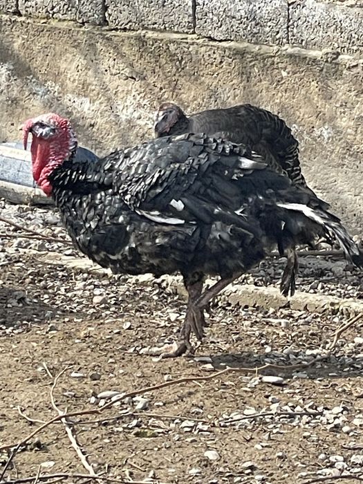 Индюк полугибрид самец