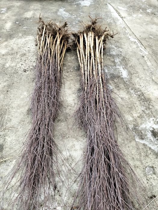 Avem oferta la puieți tratați salcâm mesteacăn fag pin brad molid pin