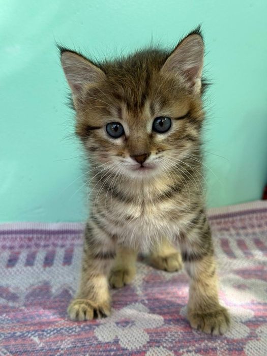 Продаются котята