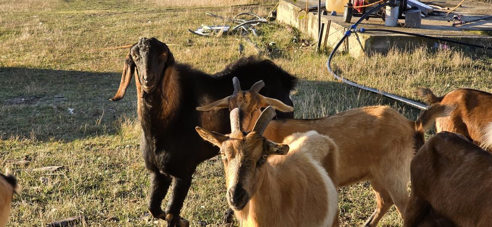 Vând țap Anglo-nubian