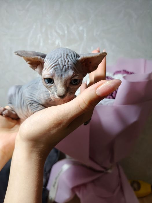 Канадские котята сфинкс